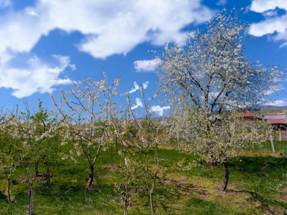 Casa De Vacanta Jeny Novaci-Străini Buitenkant foto